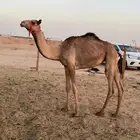حقه هجن شكل وسلاله