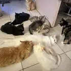 قطط