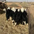 بهم نجد خرفان في الجمش