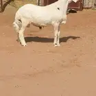 ذبايح للبيع