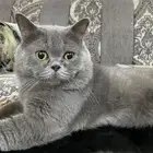 قطط