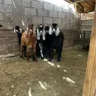 الموقع عشيره مخطط العاند شمال الطايف تيوس العدد8 البيع