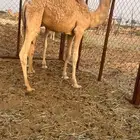 قعدان   حيران   حاشي