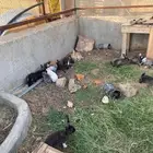 ارانب 10 للبيع ذكور   ذبح