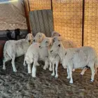 ينبع البحر طريق أملج