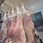 لحم تيوس كيني حلال شحن جوي ( متوفر بكميات جاهز للتصدير )