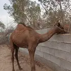 حواره بعمر4 شهور
