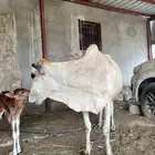 بقرة منتوج مشروط من العيوب