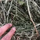 برسيم صافي جندير اعلاف