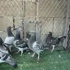 طبات زاجل سباق