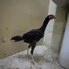 ديك الماني دم هزاز