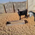 عنز حايل ماقد ولدة والعلم عند الله