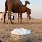 للبيع نياق حمر سواحل