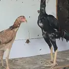 دجاج