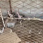 دجاج شام للبيع