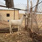 جفره بيشيه فاخره