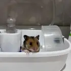 هامستر سوري