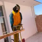ببغاء مكاو