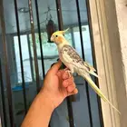 ببغاء كروان أليف ومتكلم