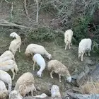 ضان رعويه العدد 60 تحتها 5 مع فحلها 1 دفيع شرط السوم 1450