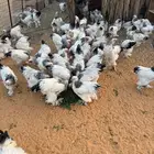 دجاج براهما وديكة