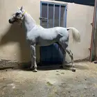 حصان عربي اصيل اوراق
