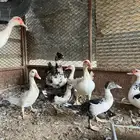 للبيع بط بلدي