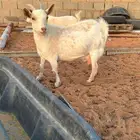 عنز قزم مكس للبيع