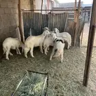 خرفان غزالان مشروطه