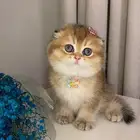 قطط كيتن سكوتش تربل فولد للبيع برتش سكوتش ستريت للبيع