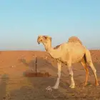 بعير طيب للبيع