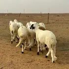 للبيع طليان سواكن