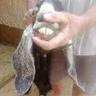 معزا عارضيات للبيع