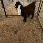 جفره عارضيه عمر10 شهور مضرع