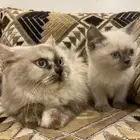 قطط شيرازيه