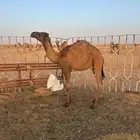 للبيع حاشي لباني بري