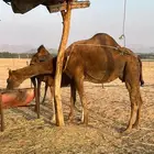 ناقه خلفه ساحليه