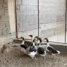 اعرض لكم وز بلدي مضمون
