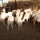 غنم حريات