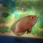 سمكة اوسكار