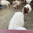 للبيع غنم نعيم العدد 49