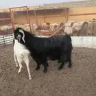 فحل عارضي