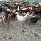 صيصان