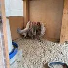 طقم ديكين ودجاجتين السعر 200 الموقع ضاحية الملك فهد