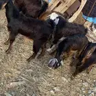 غنم ذبح وحليب وفيه تيوس وجفار