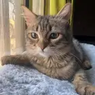 قط شيرازي للتبني