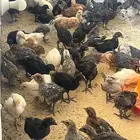 صيصان دجاج بلدي وفيوم