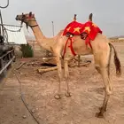 قعود جذع للبيع