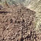 دمن دواجن بياض ناشف