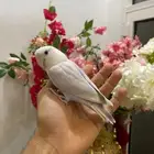 روز بلد اوبلاين حجم سوبر جامبو